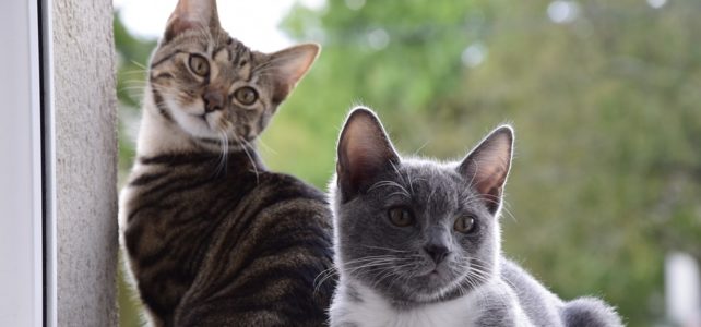 Cibo preferito dei gatti Gatti