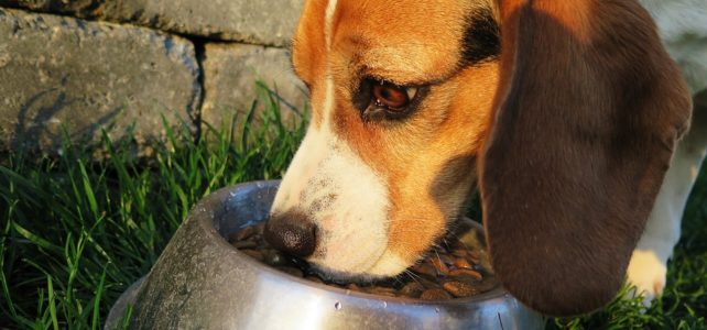 Migliori Crocchette per Cani recensioni delle migliori marche di crocchette per cani