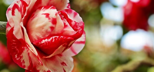 Camelie, fiori simili alle rose: come coltivarle? Quando sbocciano? fiori