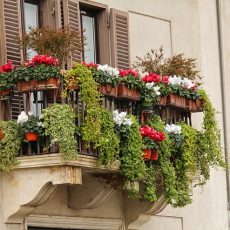 Balconi fioriti: ecco alcune idee sulle piante da scegliere