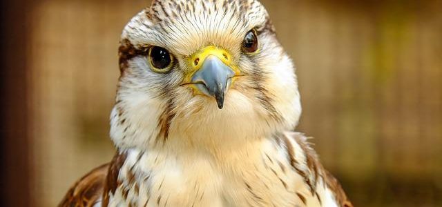 Rapace simile al falco: che uccello è l’Astore? Ecco la sua descrizione! Volatili