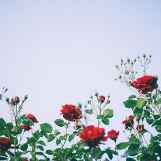 Le regge dei giardinieri: ecco come curare i roseti al meglio!