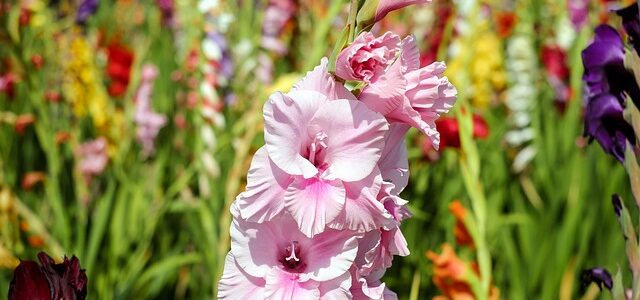 Gladioli e giaggioli: caratteristiche e semina di questi fiori fiori