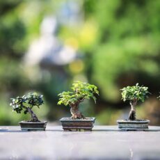 Castagno bonsai: dove si può acquistare? Qual è il suo prezzo?