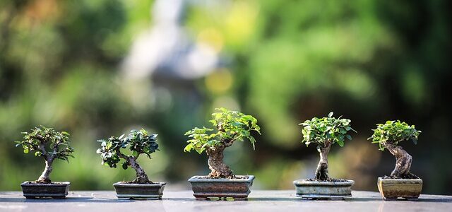 Castagno bonsai: dove si può acquistare? Qual è il suo prezzo?