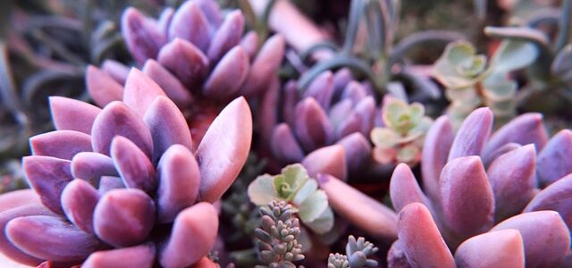 Echeveria rossa: come si cura la pianta di Natale? Dove posizionarla?