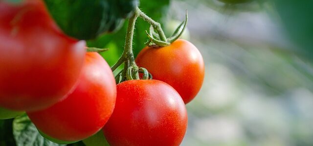 Come innaffiare i pomodori? Ogni quanto?