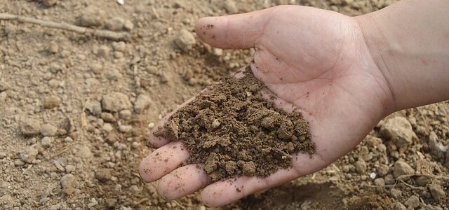Concimi e fertilizzanti: quali sono i più consigliati? Come usarli? Concimi e fertilizzanti: quali sono i più consigliati? Come usarli?