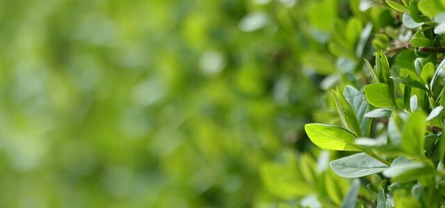 Piante da siepi in vaso: quali sono? Quando e dove piantarle? Come curarle al meglio?